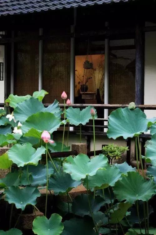 這樣的院子，只有中國(guó)人駕馭得了它！