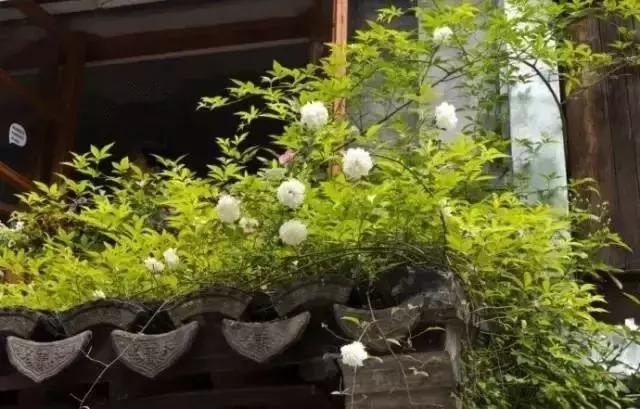 這樣的院子，只有中國(guó)人駕馭得了它！